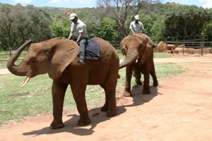 Gauteng Elephant Interaction Activity from R495 per person | Gauteng Safari Lodge